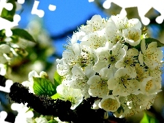 viewes, fruit, Flowers, trees, White