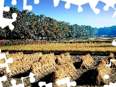 viewes, Korea, cereals, trees, cultivation