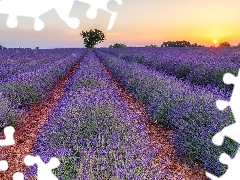 trees, viewes, lavender, Sunrise, Field