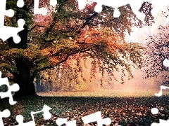 sun, trees, Leaf, luminosity, Przebijające, Park, viewes, autumn, flash, ligh