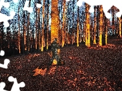 trees, forest, viewes, autumn, flash, luminosity, ligh, sun, Przebijające