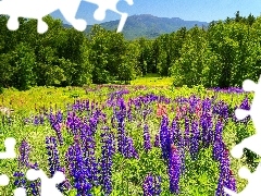 Meadow, trees, viewes, lupine