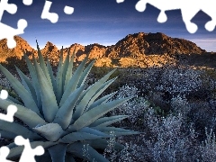 Mountains, trees, viewes, Cactus