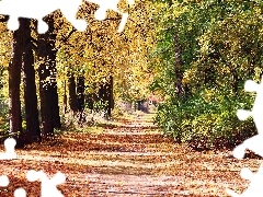viewes, Park, alley, trees, autumn