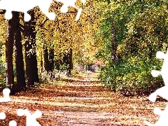 viewes, Park, alley, trees, autumn
