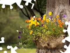 trunk, basket, viewes, Park, trees, pansies