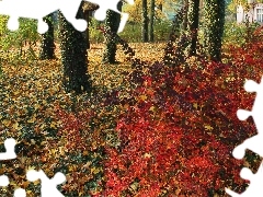 Leaf, color, viewes, Park, trees, Autumn