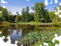 viewes, green, Pond - car, trees, Park