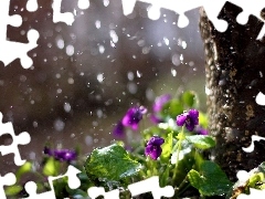 viewes, Rain, trunk, trees, Violets