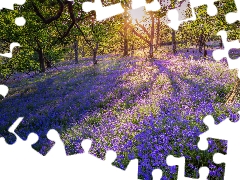 Flowers, trees, ringtones, viewes, forest, car in the meadow, rays of the Sun