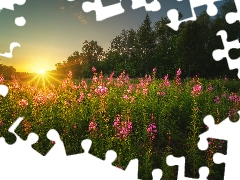 trees, Flowers, Sunrise, Lythrum Salicaria, Meadow, viewes, rays of the Sun