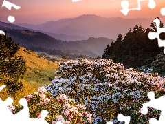 Rhododendrons, Flowers, trees, viewes, Mountains, Rhododendron