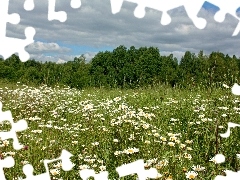 viewes, Sky, Meadow, trees, Flowers