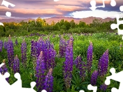 viewes, Sky, Mountains, trees, lupine