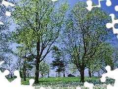 Spring, trees, viewes, green
