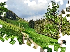 viewes, Switzerland, slope, trees, Way