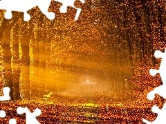 forest, trees, rays of the Sun, autumn, Way, viewes