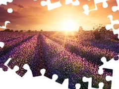 viewes, lavender, Sunrise, trees, Field, ruin, rays of the Sun