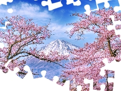 viewes, Flowers, Japan, Pink, Mount Fuji, trees, Spring, cherry
