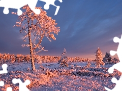 viewes, Snowy, Russia, White frost, Karelia, trees, winter, grass