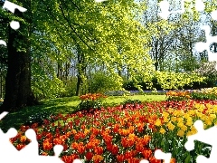 viewes, Tulips, Park, trees, Netherlands