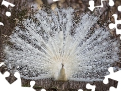 White, trees, viewes, peacock