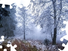 Snowy, forest, viewes, winter, trees, Way