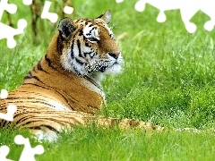 vigilance, Meadow, tiger