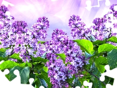 Bush, without, graphics, Violet