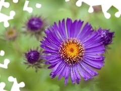 Aster, Colourfull Flowers, Violet