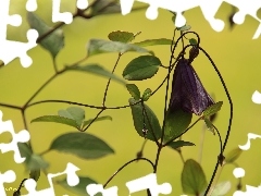 bell, Colourfull Flowers, Violet