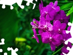 orchid, Colourfull Flowers, Violet
