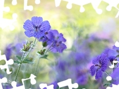 Colourfull Flowers, geranium, Violet