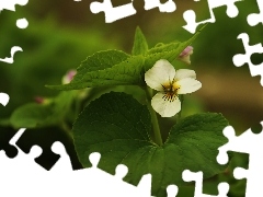 Colourfull Flowers, White, violet