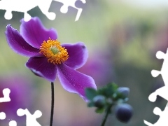 Colourfull Flowers, Japanese anemone, Violet