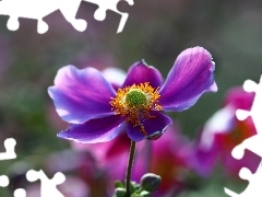 Colourfull Flowers, Japanese anemone, Violet