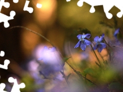 Flowers, Blue, fragrant violets