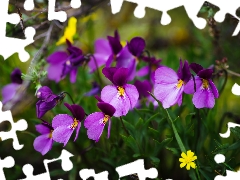 Violets, Flowers, purple