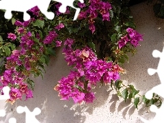 Bush, Bougainvillea, wall, Pink