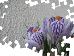 crocus, wall