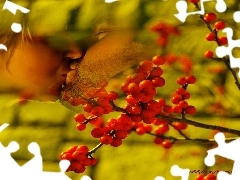 face, Fruits, wall, Plant