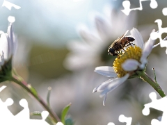 daisy, Flowers, wasp, White