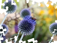 purple, Flowers, Echinops, Orbs