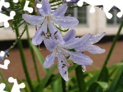 Colourfull Flowers, drops, water, Agapanthus African