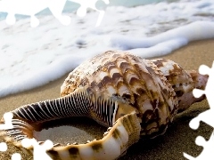 water, shell, Beaches