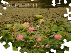 Pond - car, Lily, water