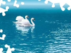 Two cars, Swan, water, White