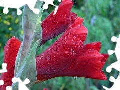 claret, drops, water, gladiolus