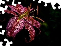 Claret, drops, water, Lily