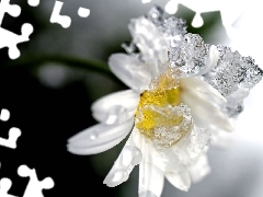 Daisy, water